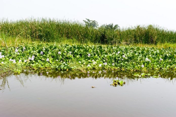 Waterplanten_Clara_C_shutterstock_614707595
