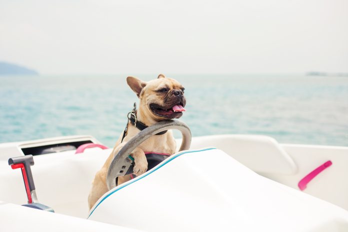 Hond in Boot_ Navistock_shutterstock_420640642