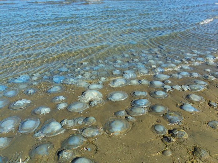 Kwallen op strand_ Arabeska_shutterstock_515533462