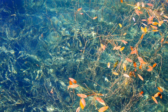 waterplanten_GloriaLiu_shutterstock_1069617266