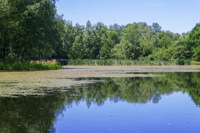Fonteinkruid_Svitlyk_shutterstock_674356126