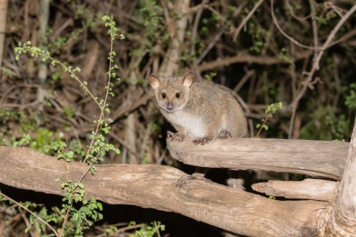Galago_RachelKolokoffHopper SLASH shutterstock_637919326