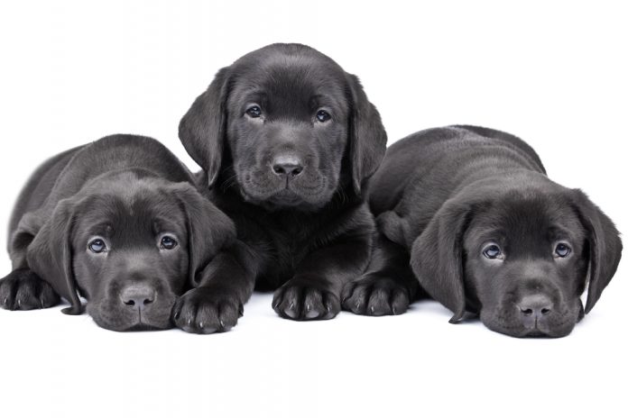 Puppy_Baevskiy Dmitry_shutterstock_49428364
