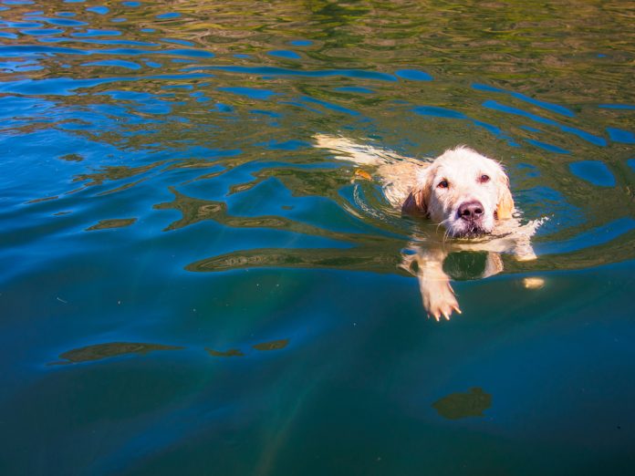 Hond_Pere Rubi SLASH shutterstock_393128203