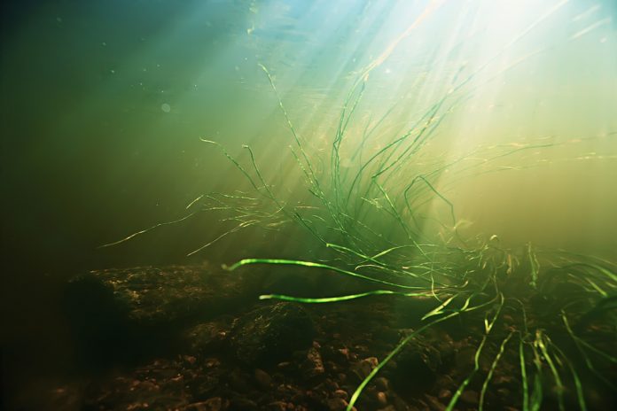 ecosysteem_Kichigin_shutterstock_1171719457