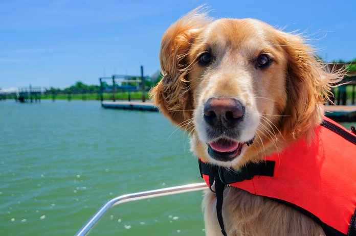 Hond aan boord_scnhnc052008 SLASH shutterstock_138937520