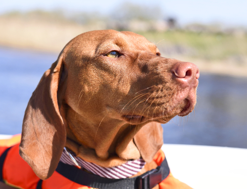 Hond op Boot_Eivaisla_shutterstock_412610089