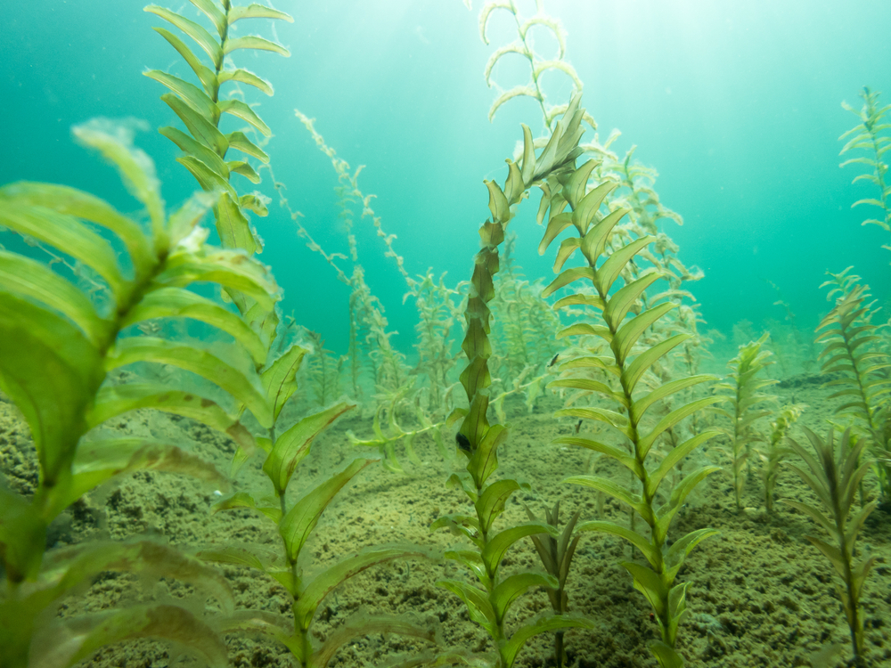 juli start maaien waterplanten IJmeer Markermeer - BootAanBoot.nl