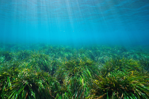 Posidonia_Damsea_shutterstock_1317649085
