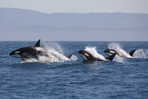 Orka_Tory Kallman_shutterstock_631060871