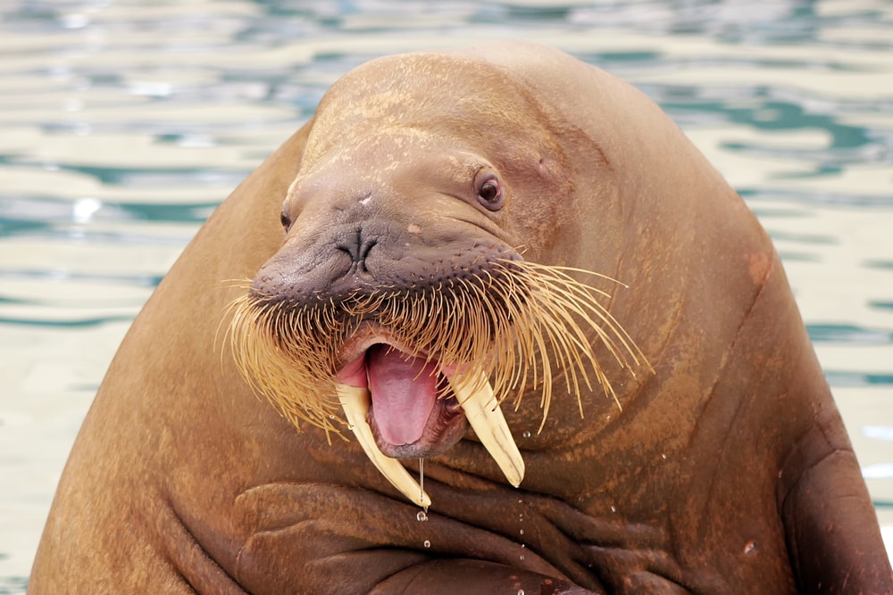Walrus Freya gedood door Noorse autoriteiten - BootAanBoot.nl - dagelijks watersportnieuws voor de w