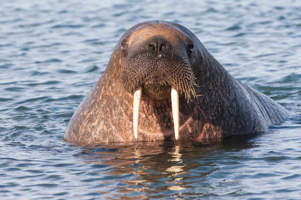 Walrus Freya zorgt weer voor onrust in Noorse badplaats - BootAanBoot.nl - dagelijks watersportnieuw