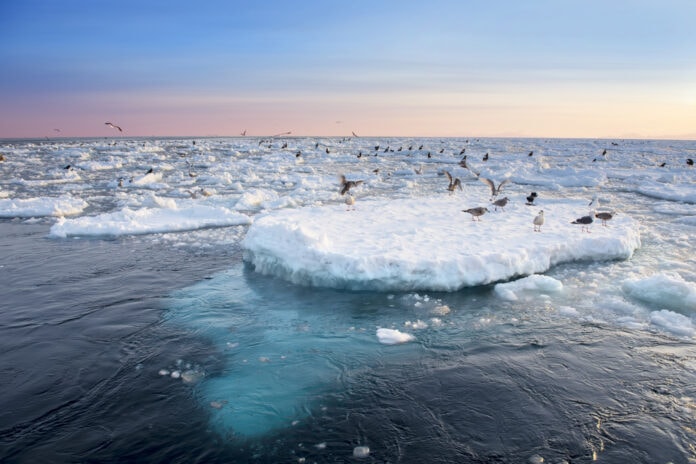 Drift,Ice,In,Shiretoko,,Hokkaido,,Japan