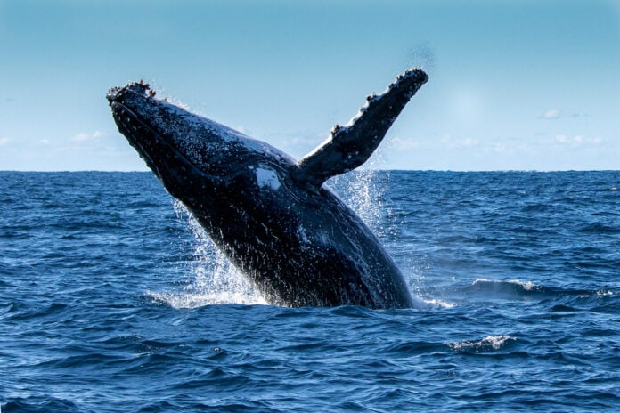 Breaching,Humpback,Whale