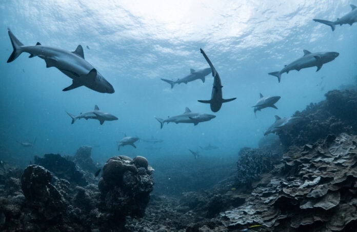Schooling,Grey,Reef,Sharks,,Ningaloo,Reef,,Western,Australia