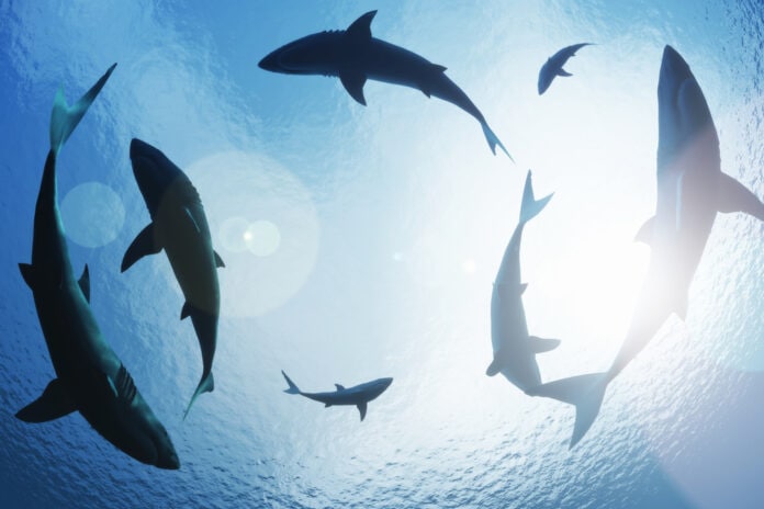 School,Of,Sharks,Circling,From,Above