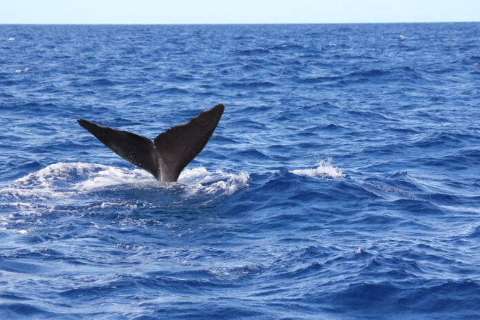 The,Tail,Of,A,Whale,Swimming,In,The,Sea