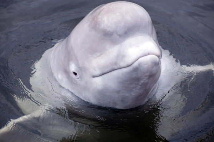 Friendly,Beluga,Whale,Up,Close