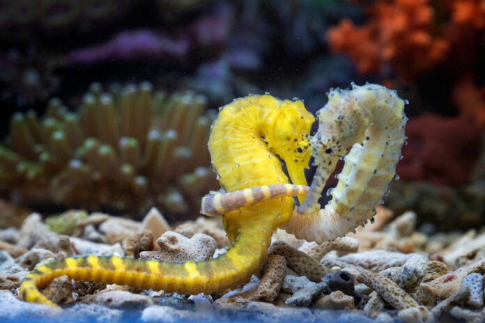 Lovely,Scenery,Of,Two,Seahorses