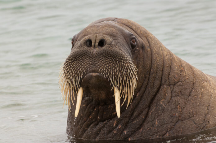 Walrus,(odobenus,Rosmarus),,Torellneset,Island,,Svalbard,Archipelago,,Arctic,Norway