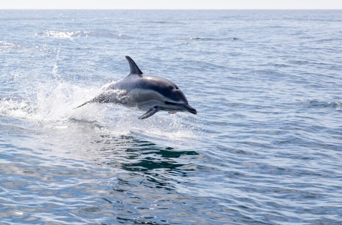 One,Short-beaked,Common,Dolphin,Jumps,Out,The,Water,With,Splashes