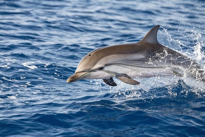 Striped,Dolphin,Jumping,Outside,The,Sea