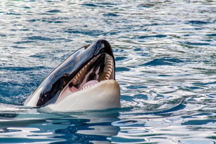 Detail,View,From,A,Orca,With,Open,Mouth