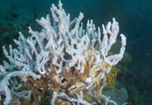 Wit koraal