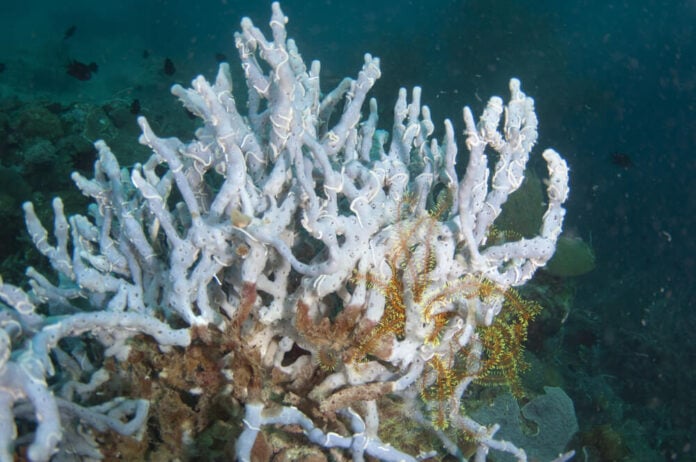 Wit koraal